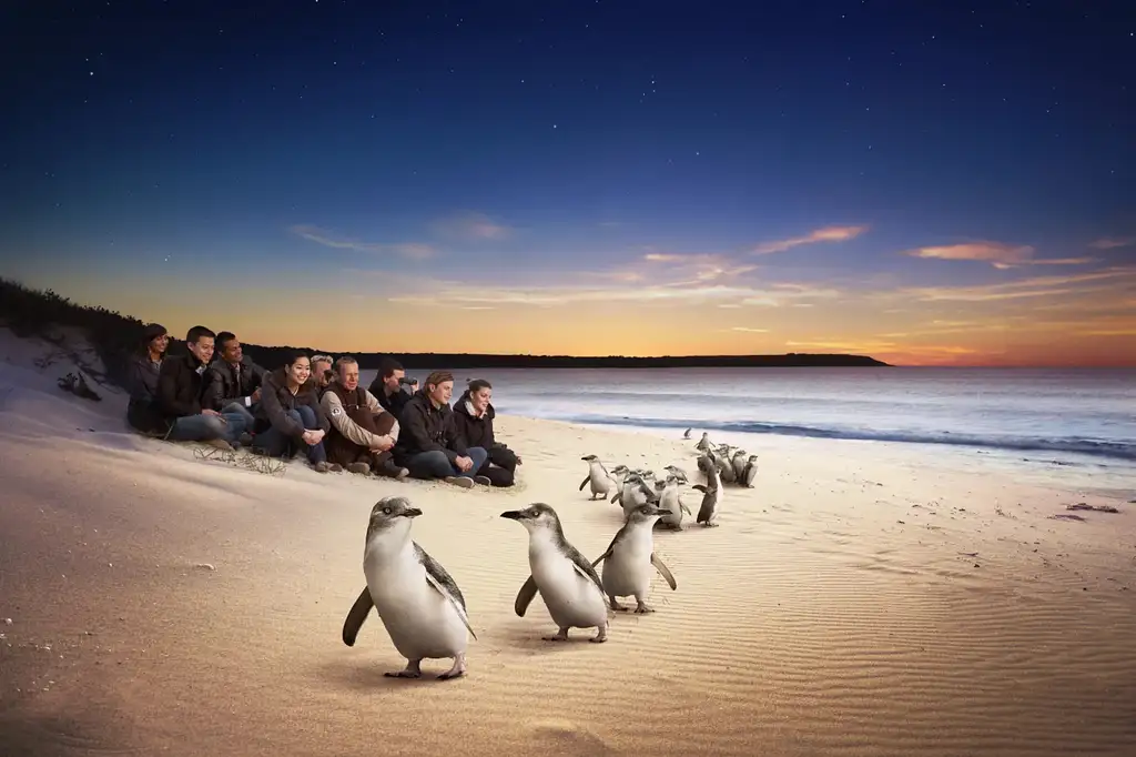 Phillip Island Penguin Parade & Koala Highlights  - Top Rated Wildlife Experience