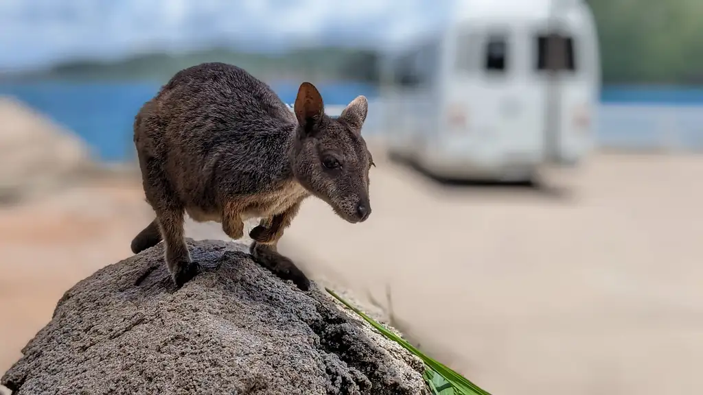 Magnetic Island Highlights Tour