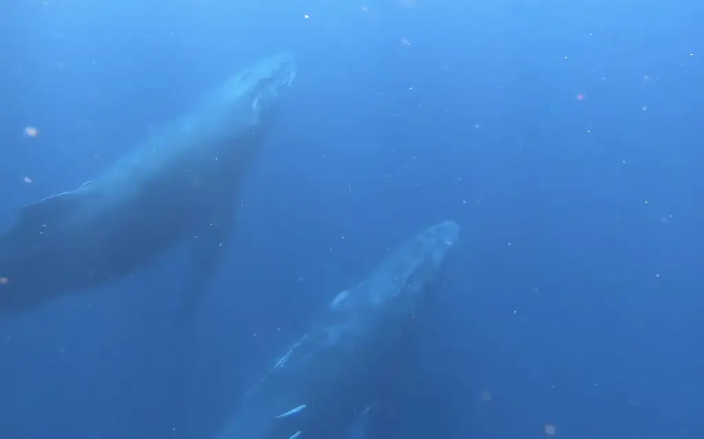 Swim with Whales | Gold Coast