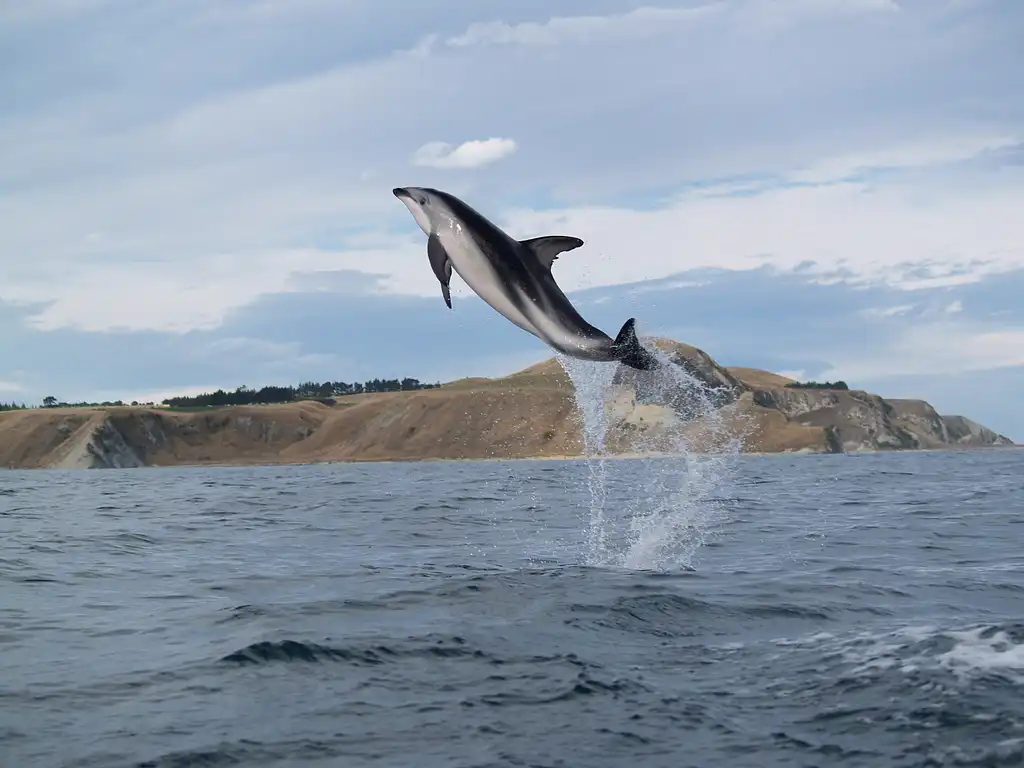 Kaikoura Guided Wildlife Kayak Tour