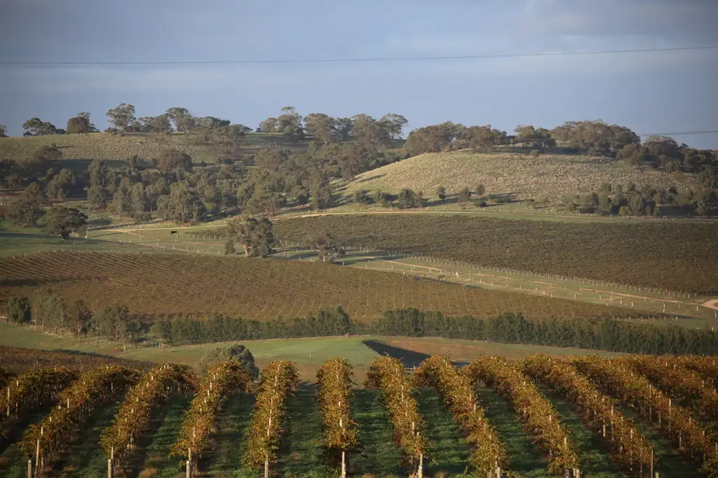 Sunrise Hot Air Balloon Flight Over Barossa Valley