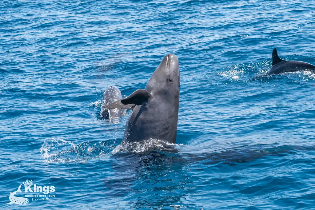 Whale Shark & Humpback Whale Eco Tour (Aug-Sept) | Departing Exmouth