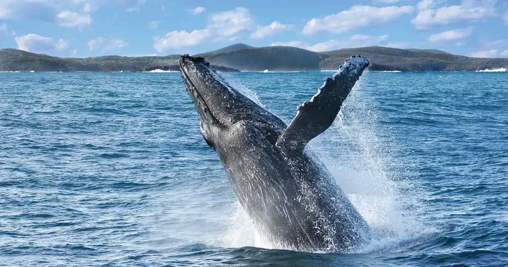 Nelson Bay Whale Watching