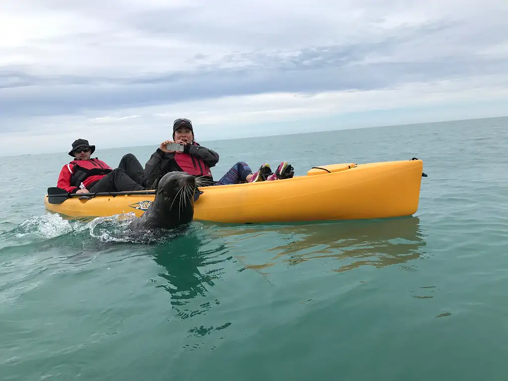 Sunset Kayak Tour Kaikoura