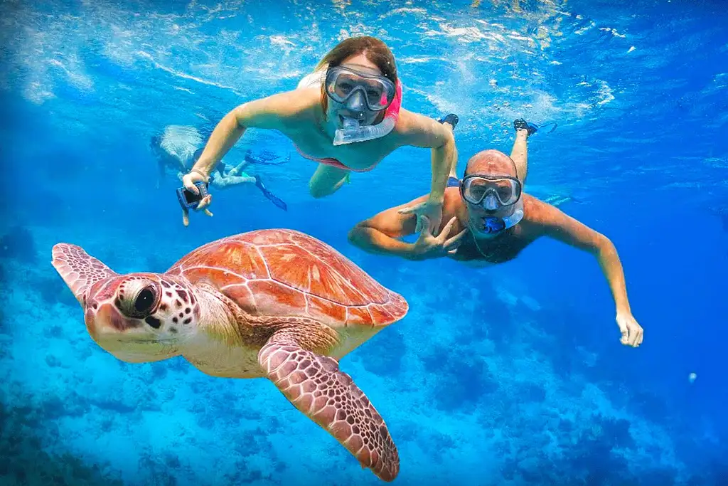 Swim with Turtles Gold Coast | Gold Coast Snorkel