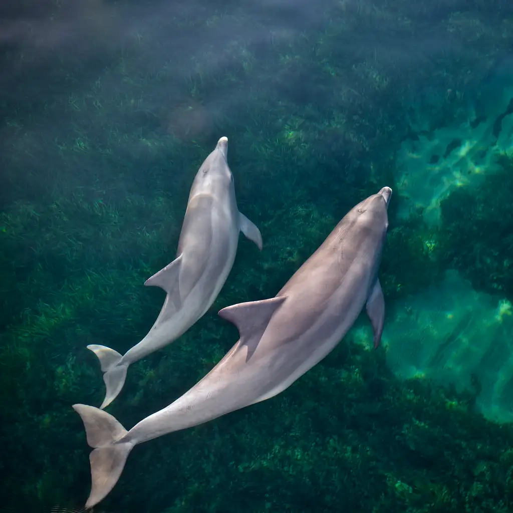 3.5-Hour Swimming with Wild Dolphins Experience