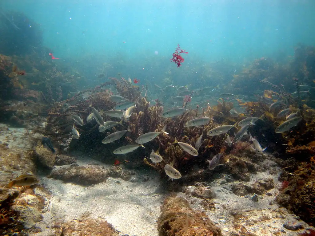 Goat Island Try Scuba Diving - Half Day