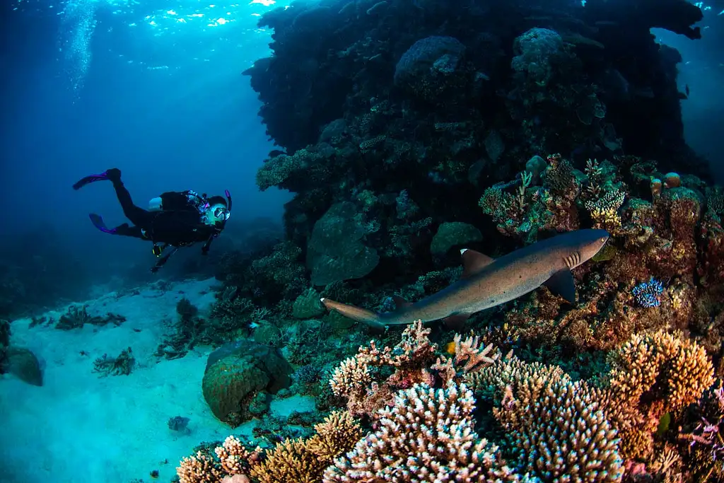 3 Day Great Barrier Reef Liveaboard Package | Snorkel or Dive