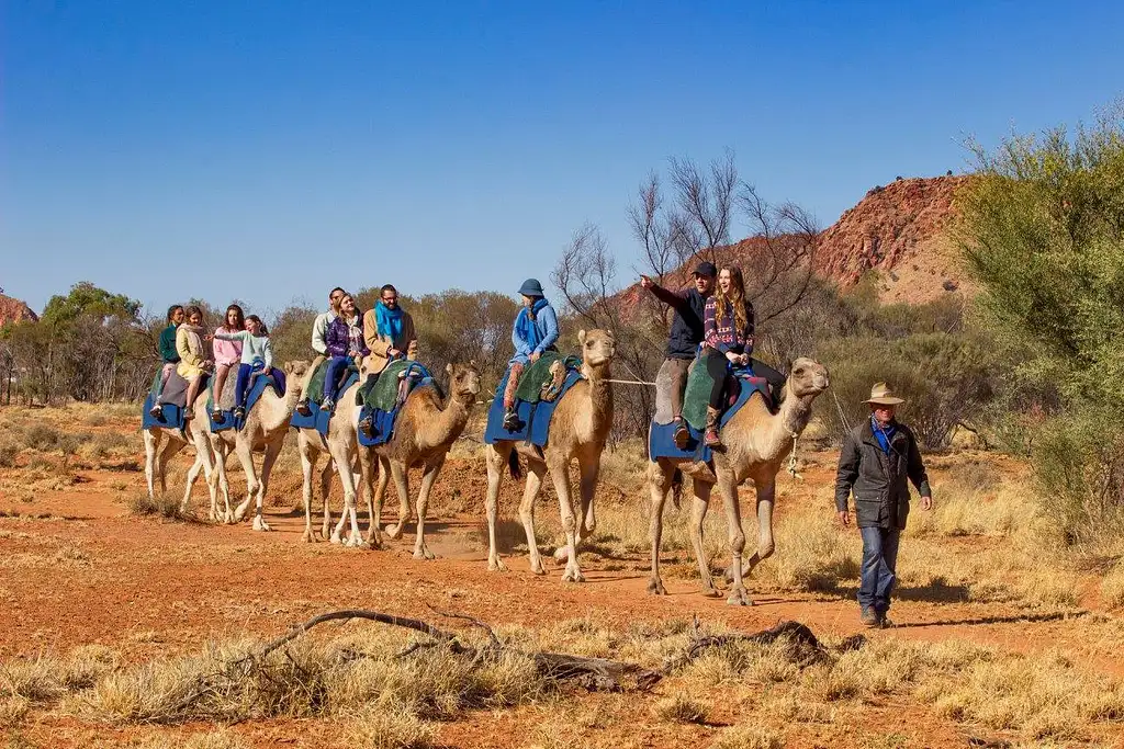 Sunset Camel Ride Alice Springs