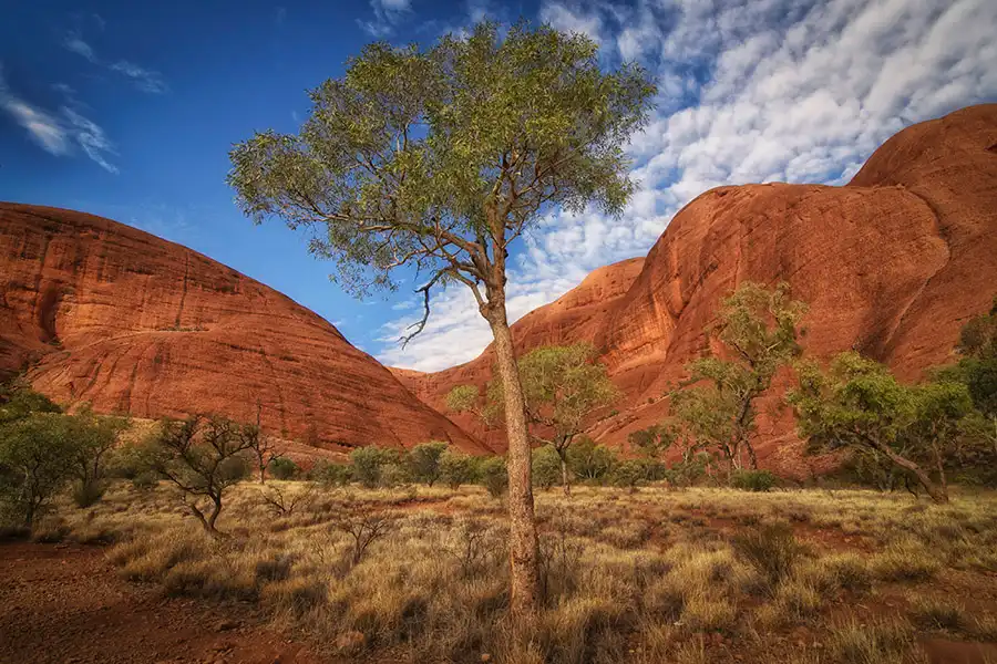 Uluru Guided Sacred Sites Tour