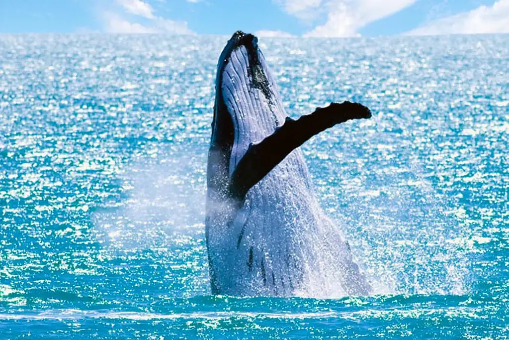 Whale Watching Cruise Without the Crowds - Mooloolaba