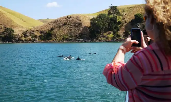 Auckland Whale & Dolphin Safari