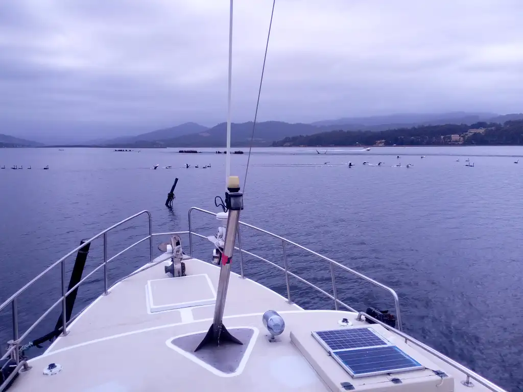 Morning Tea Cruise on the Huon River