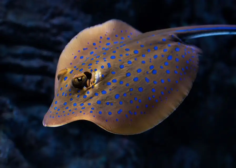 Cairns Aquarium By Twilight Tour