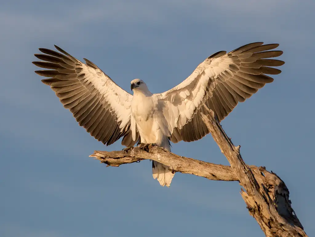 Darwin Wetland Experience