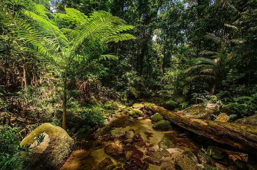 Mossman Gorge, Daintree Rainforest & Daintree River Crocodile Cruise | Wanderers Walk