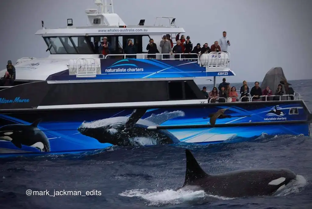 Bremer Canyon Killer Whale (Orca) Expedition