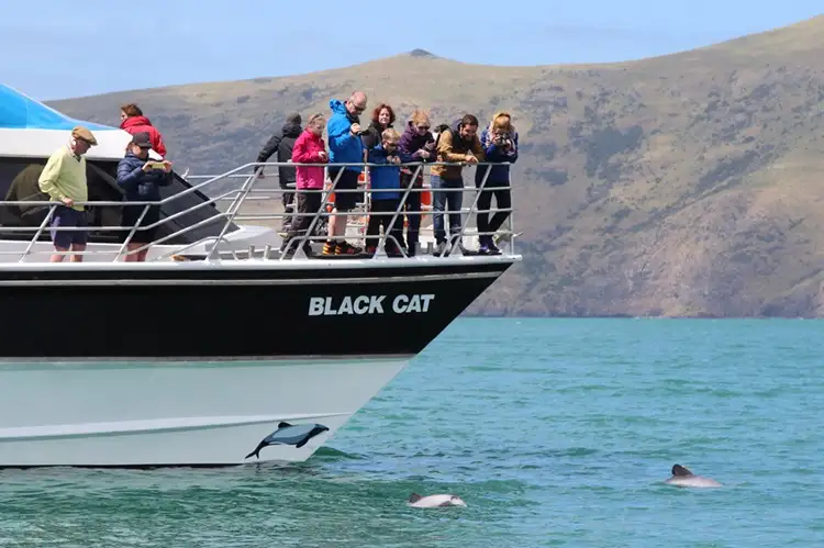 Akaroa Harbour Nature Cruise | 2 Hours