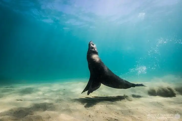 3 Hour Dolphin And Seal Swim - Port Phillip