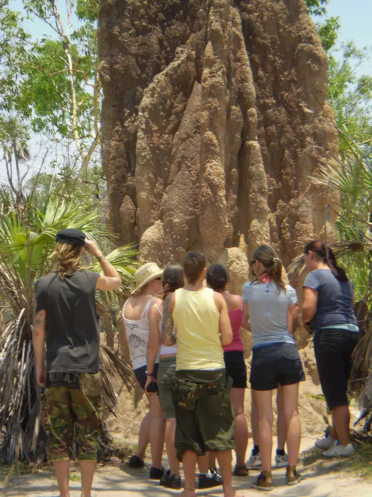 Litchfield Swimming, Waterfalls, and Crocodile Cruise