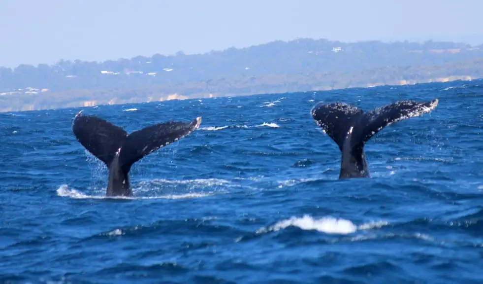 Whale Watching Cruise Without the Crowds - Mooloolaba