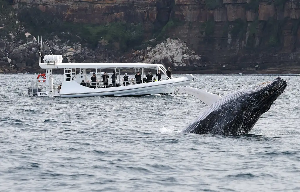 Whale Watching on vessel OSPREY - Circular Quay