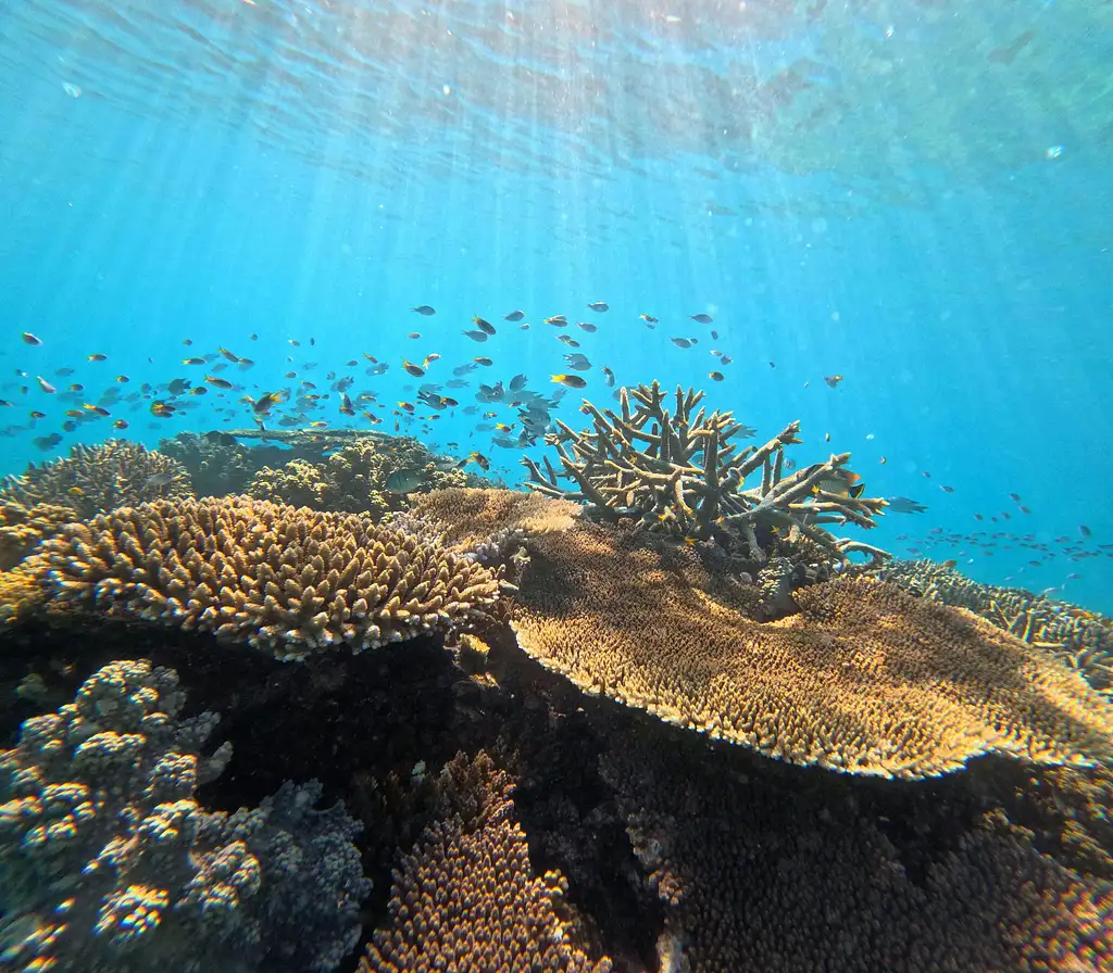 Great Barrier Reef Snorkelling Half Day Tour  | Mission Beach