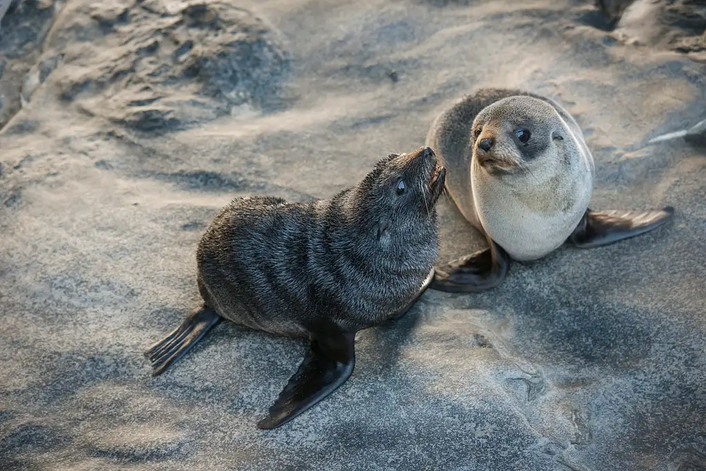 One Day Kangaroo Island Experience from Adelaide