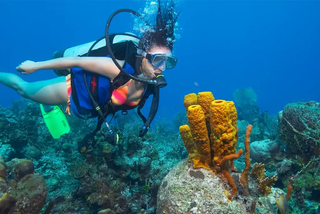 Gold Coast Single Dive