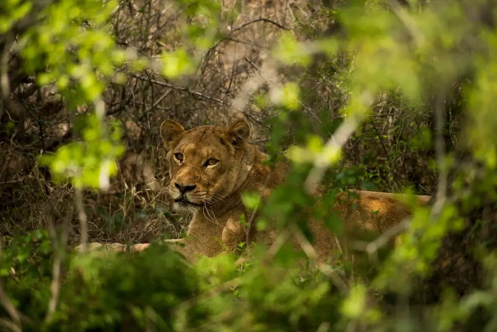 'The Kruger' Big 5 South Africa Wildlife Tour - 4 Days, 3 Nights.