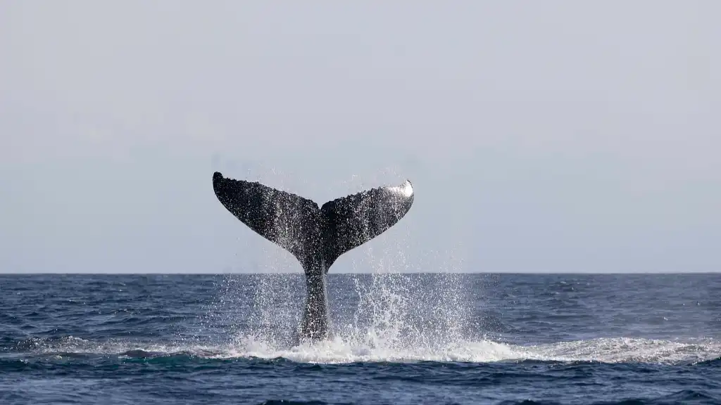 Whale Watching Tour Byron Bay