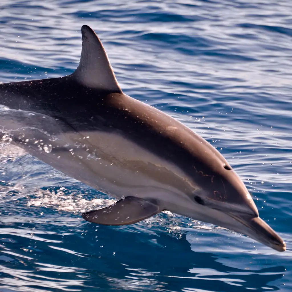 3.5-Hour Swimming with Wild Dolphins Experience