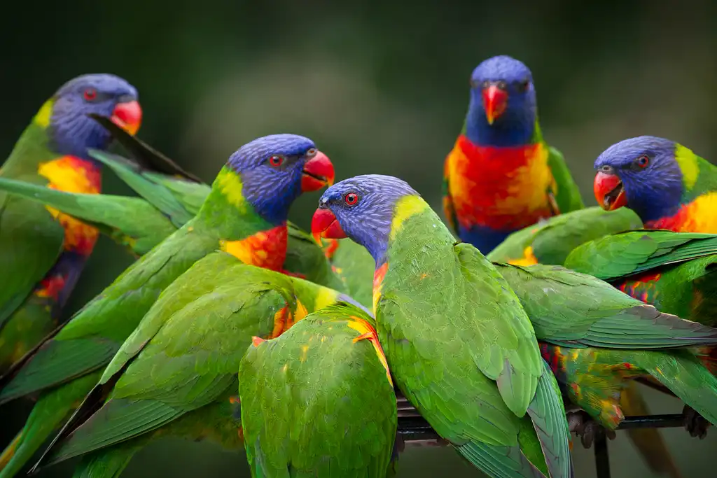 Currumbin Wildlife Sanctuary Shuttle Service - Transport only