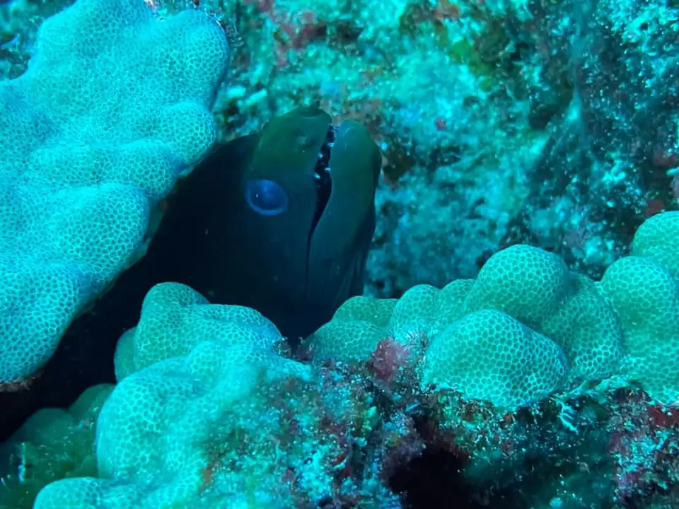 Oahu Night Diving