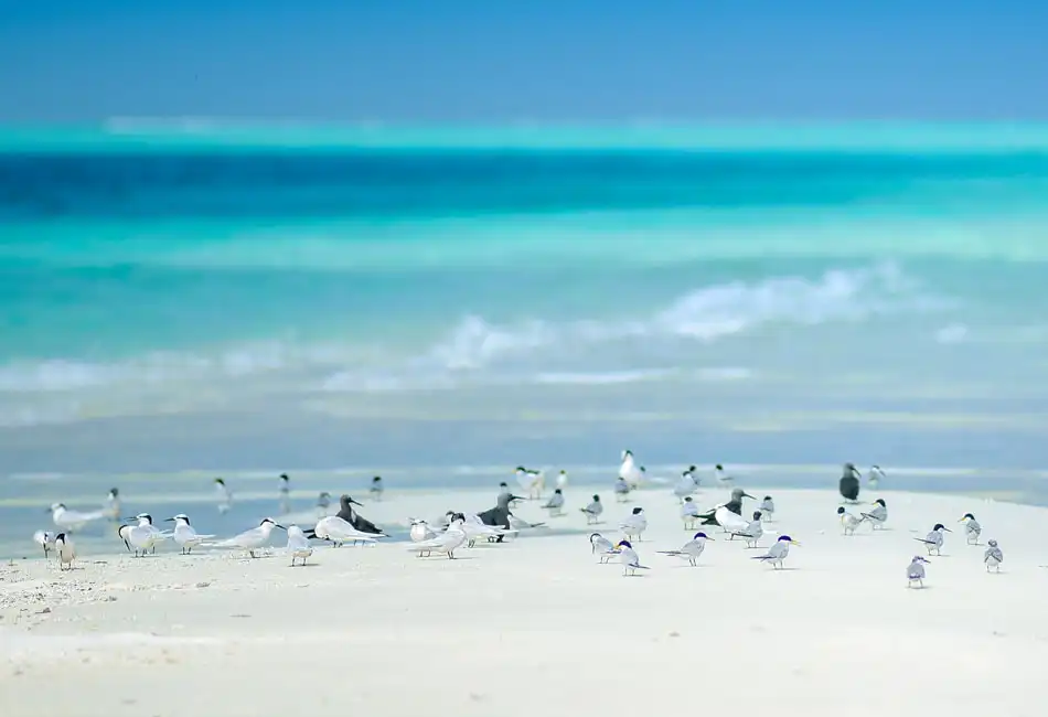 Coral Cay Bubbles Helicopter Tour