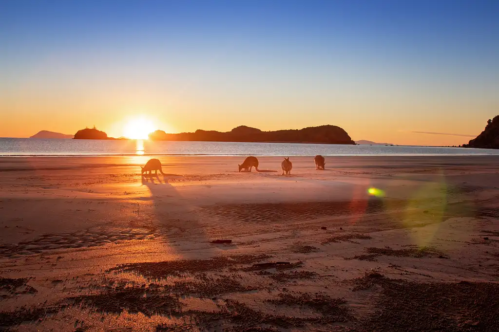 Kangaroos on the Beach at Sunrise & Wildlife Tour