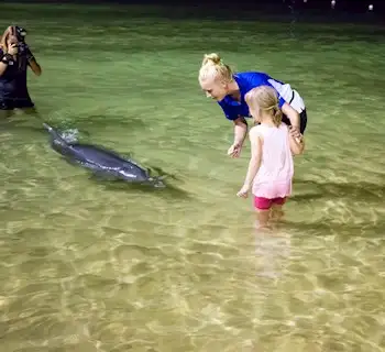 Marine Discovery Day Cruise with option to upgrade to Dolphin Feeding | Moreton Island