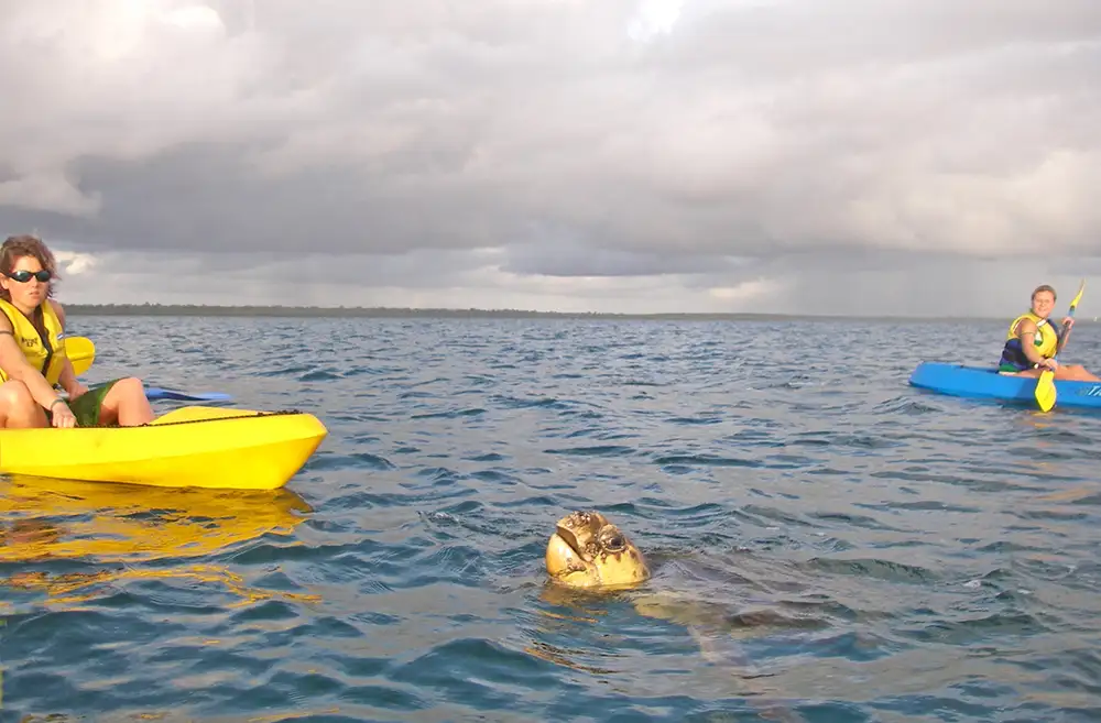 Rainbow Beach Turtle View Kayak Tour