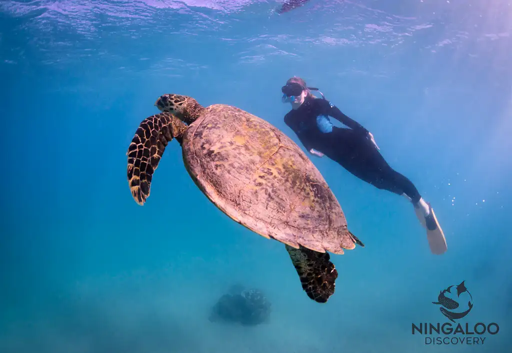 Ningaloo Whale Shark Swim & Eco Tour On A Catamaran (Aug-Oct) | Departing Exmouth