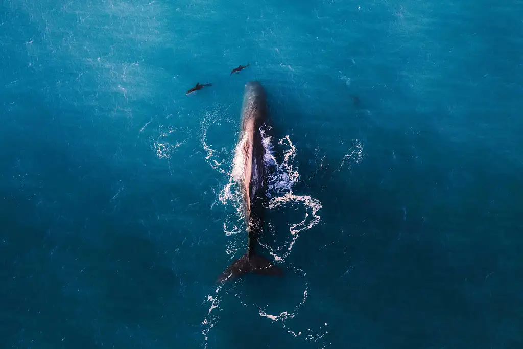 Whale Watching Flight Kaikoura