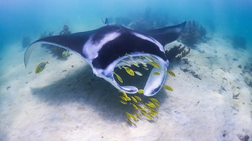 Marine Eco Safari with Manta Rays | Departing Coral Bay