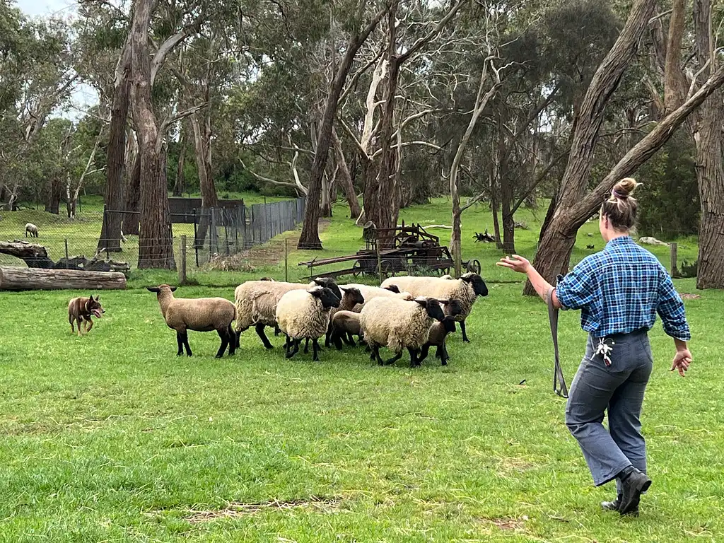 Phillip Island Penguin Parade & Churchill Island Farm Bus Tour