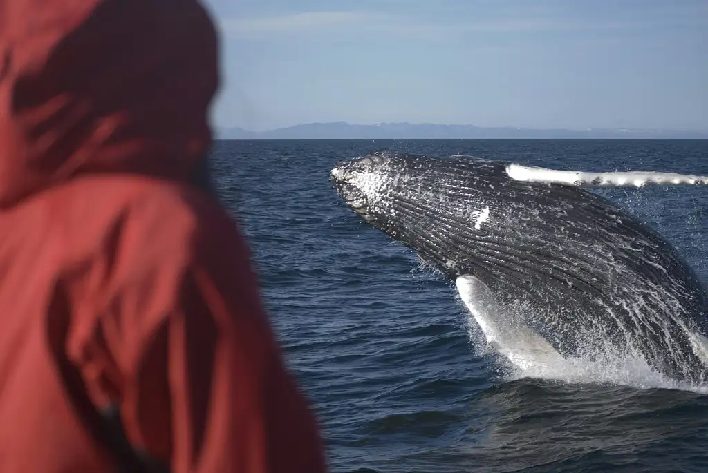 Premium Whale and Puffin Watching Tour in Reykjavík