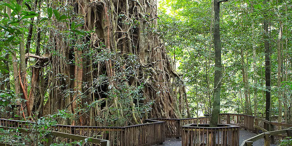 Rainforest & Waterfalls Half Day Tour