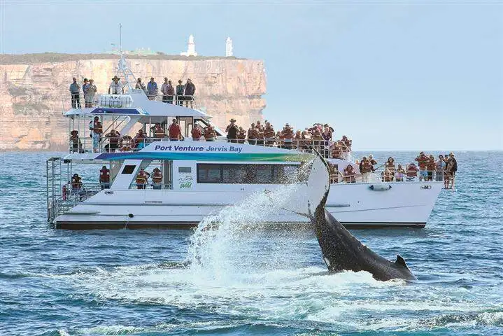 Jervis Bay Whale Watching Tour