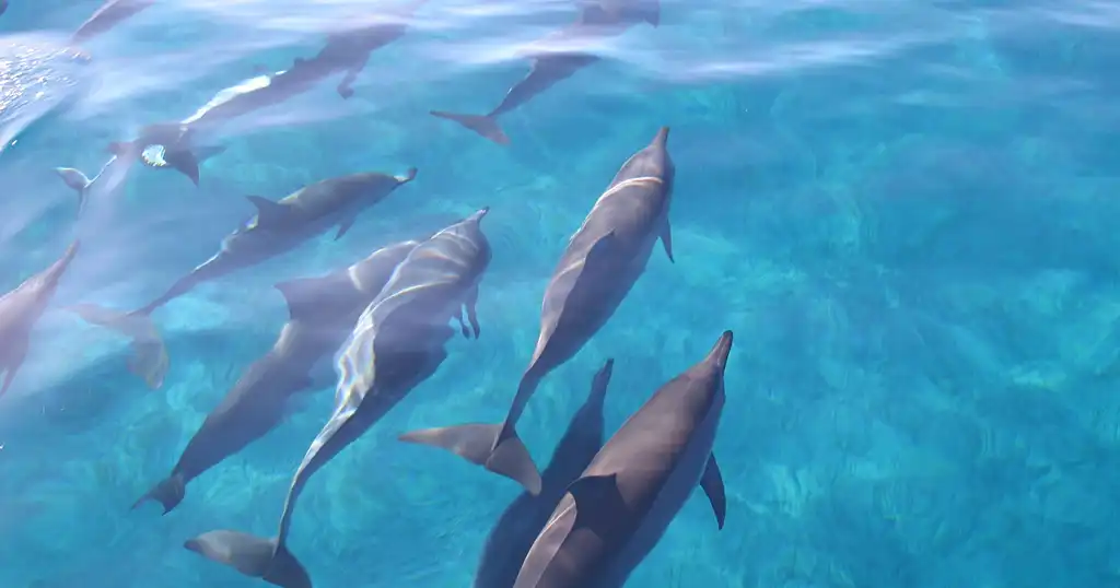 Dolphin watch & Turtle snorkel in Oahu