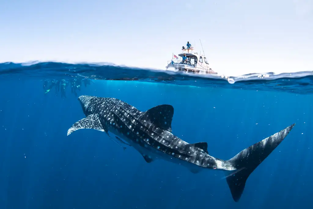 Coral Bay Whale Shark Safari (March-June)