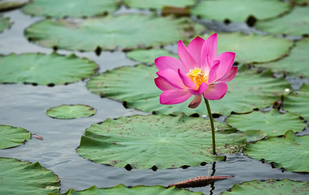 Darwin Wetland Experience