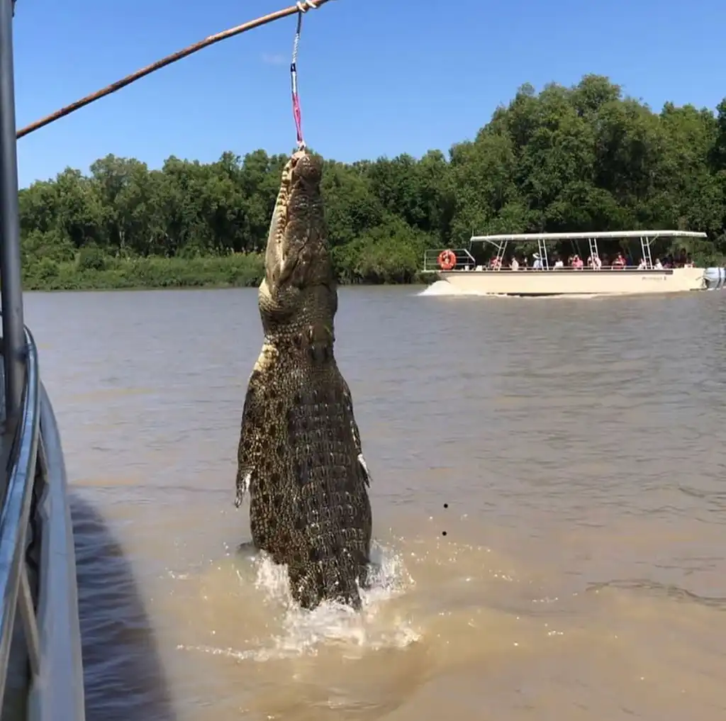 Adelaide River Jumping Crocodile Adventure Cruise + Lunch