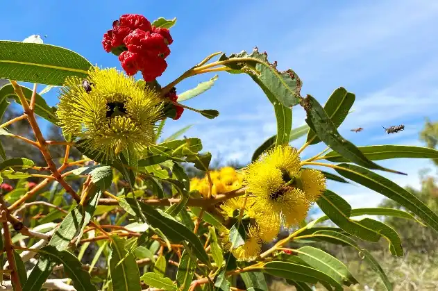 Murray River Lunch Cruise | From Mandurah